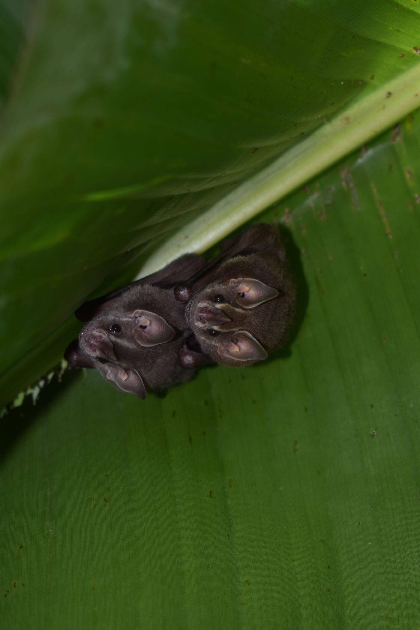 Two small bats roosting upside down under a green tropical leaf