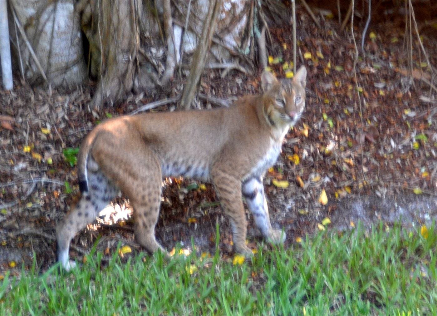 Florida bobcat standing near a tree in a suburban lawn setting