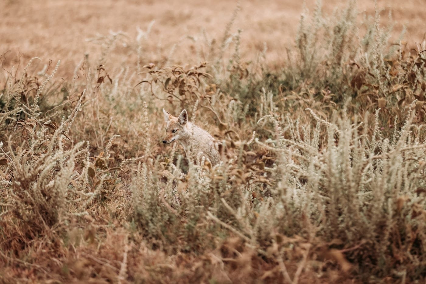 Coyote standing alert in a field of dry grass