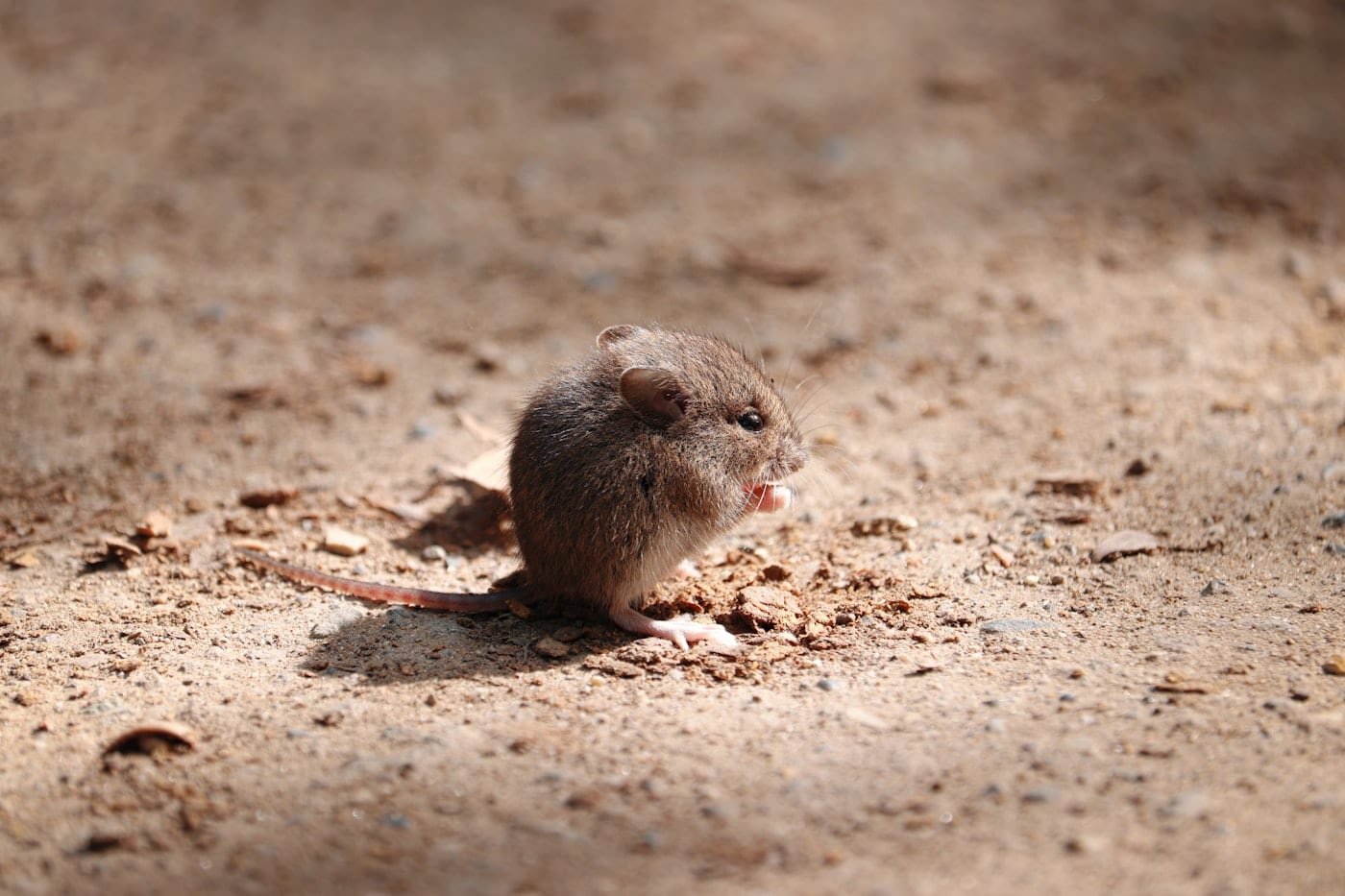 Wild mouse standing on sandy ground while nibbling food