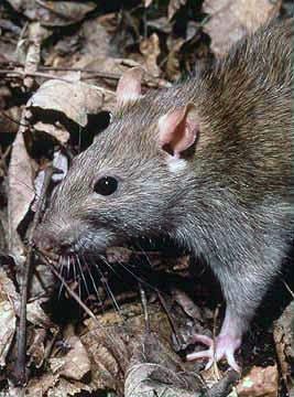 Brown rat among dry leaves on a woodland floor