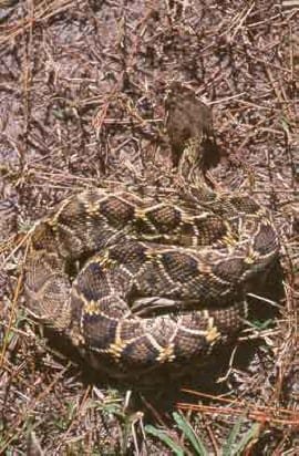 Eastern diamondback rattlesnake coiled on pine needles