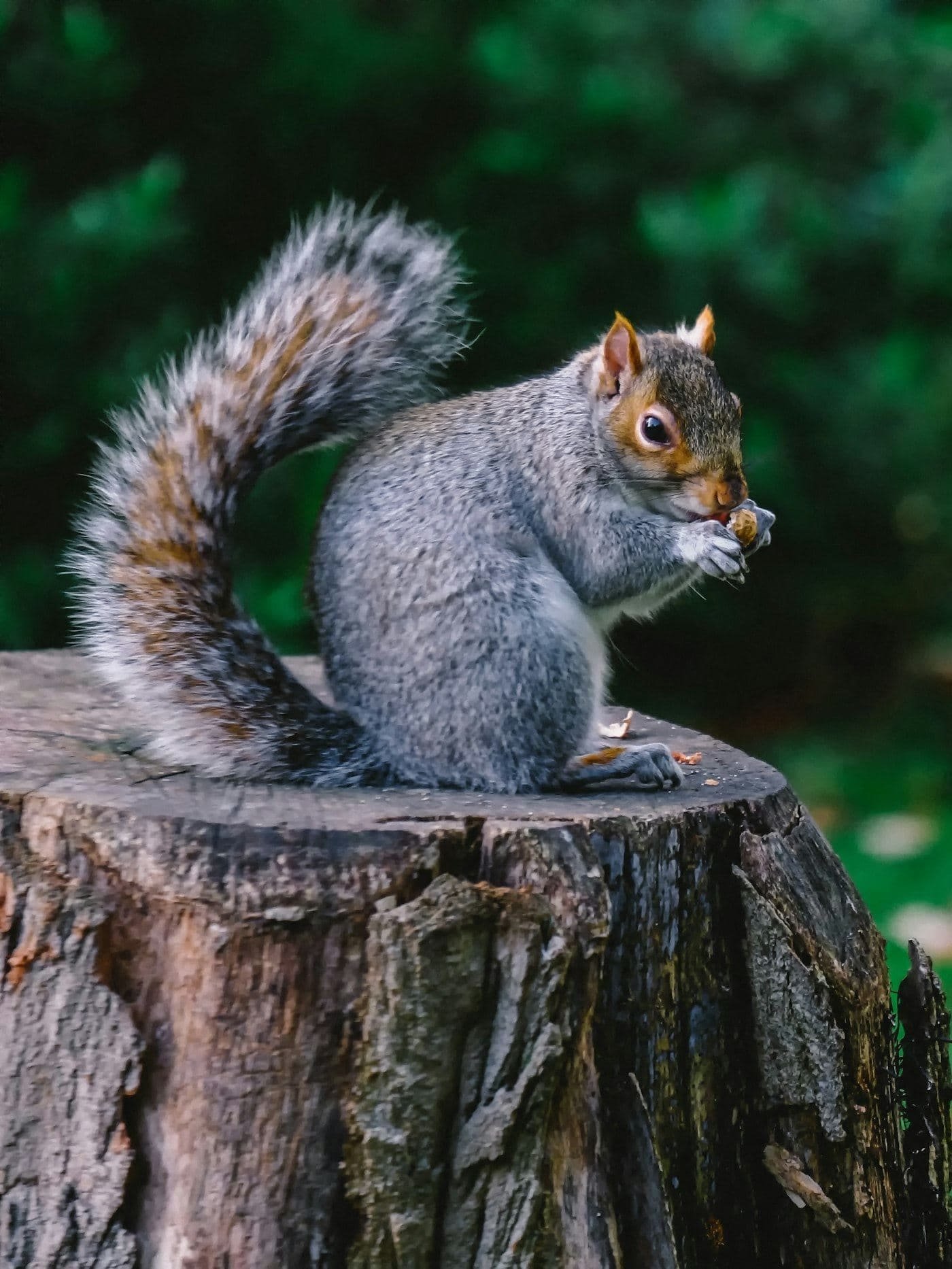 Eastern gray squirrel sitting on a stump holding a nut