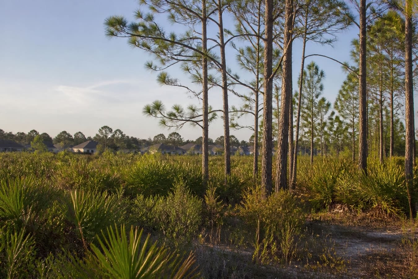 East Orange County pine flatwoods and scrub edge near suburbs — wildlife removal service area for Goldenrod, FL