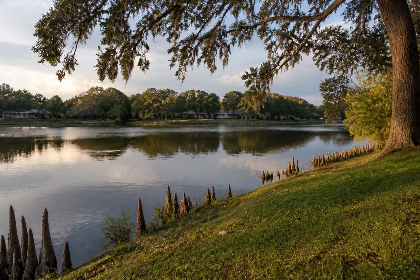 Calm west Orange County freshwater lake shoreline with cypress and oaks — wildlife removal service area for Lake Butler, FL