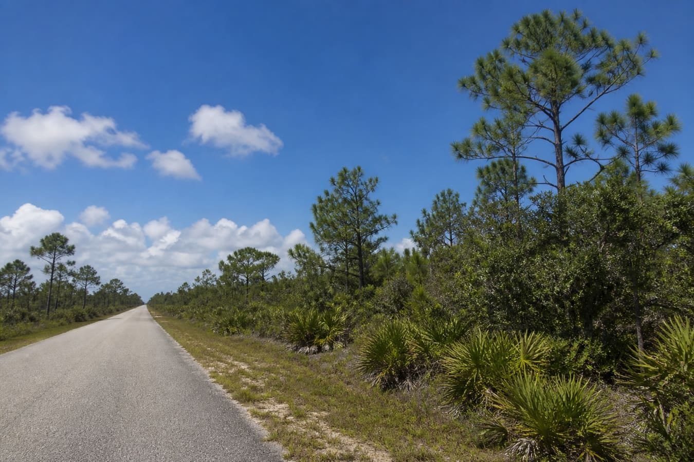 South Brevard oak scrub and pine flatwoods along a country road — wildlife removal service area for Malabar, FL