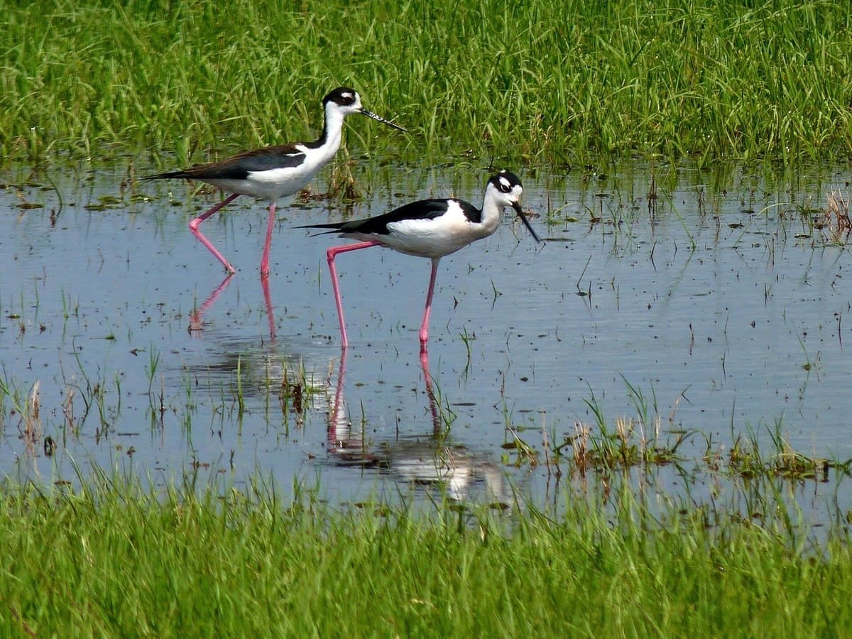 Wetlands landscape in Viera, Florida — wildlife removal service area for Viera, FL