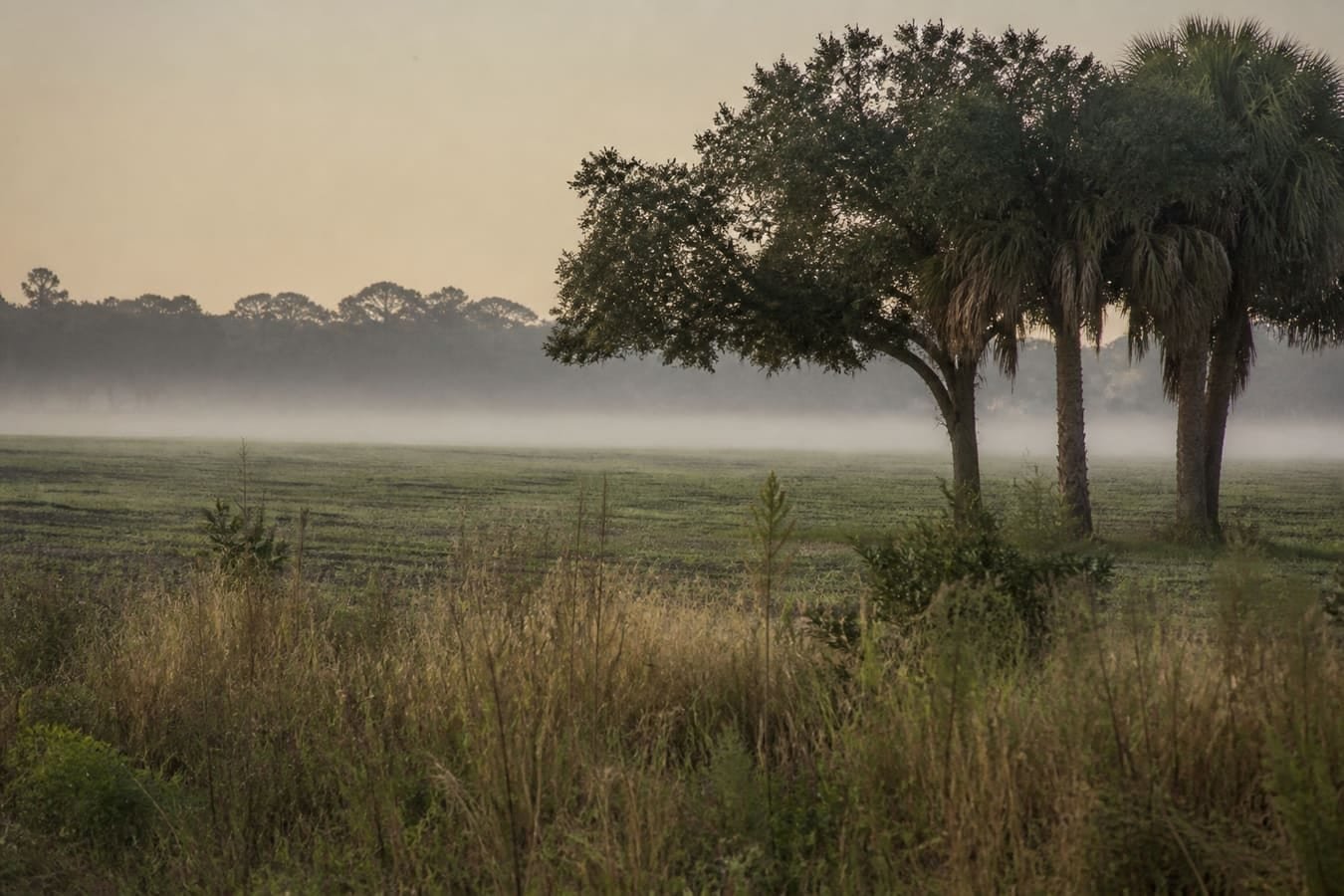 Rural northwest Orange County farmland edge under morning light — wildlife removal service area for Zellwood, FL